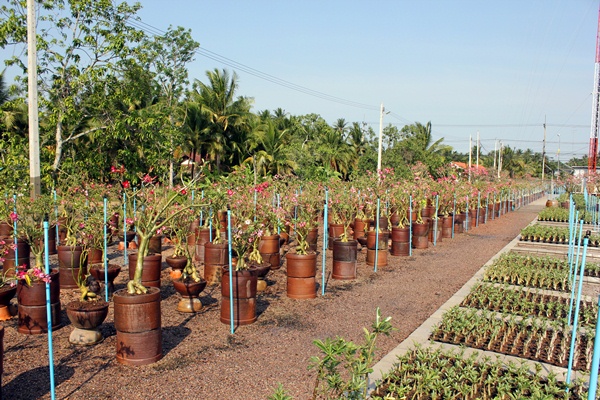 ต้นแม่พันธ์ชวนชม ฮอลแลนด์ (Adenium Obesum)