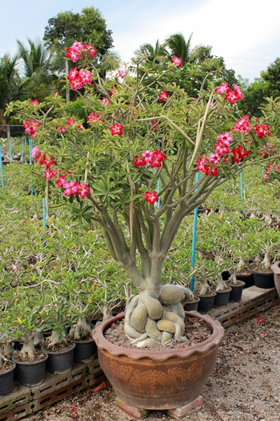 ต้นแม่พันธ์ชวนชม ฮอลแลนด์ (Adenium Obesum)