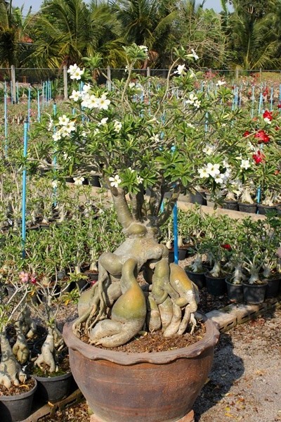 Adenium Obesum