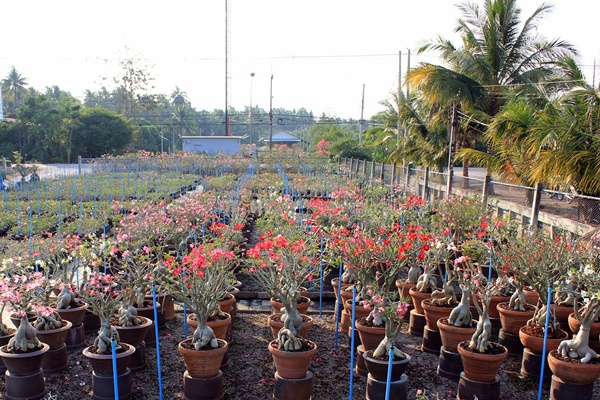 Adenium Obesum