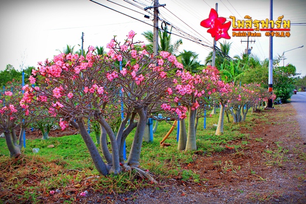 ราชินีพันดอก (Arabicum : Ra-Chi-Nee-Pan-Dok) / RCN