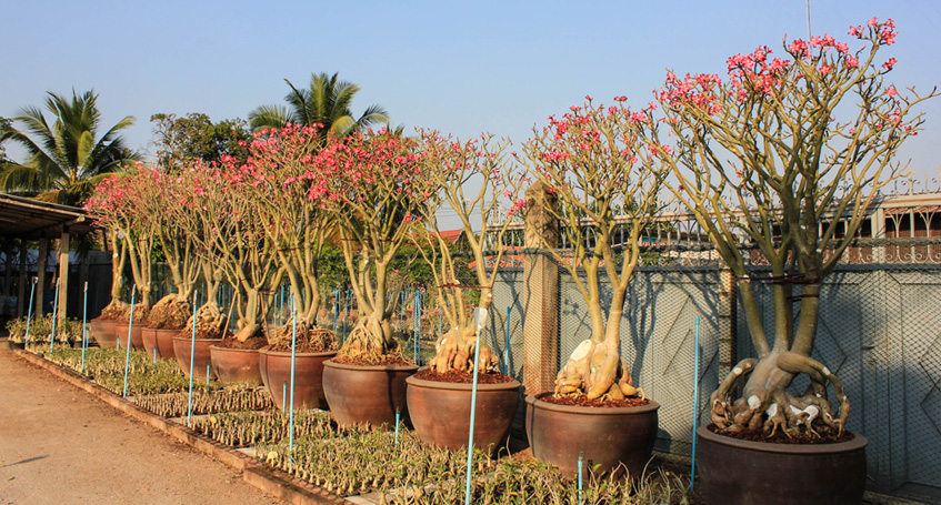 ชวนชมยักษ์ญี่ปุ่นลูกผสม (ศรีไพสิฐ)