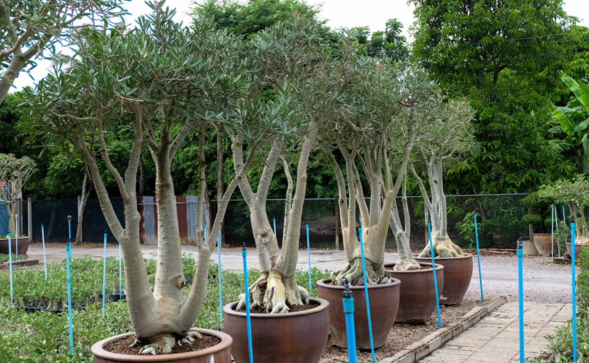 ชวนชมยักษ์ญี่ปุ่นลูกผสม (ยักษ์กอ)