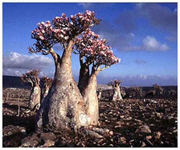 ภาพประกอบจากเว็บชวนชมต่างประเทศ