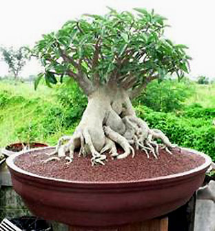 ไทยโซโคทรานั่ม (Thai Socotranum)