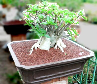 ไทยโซโคทรานั่ม (Thai Socotranum)