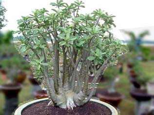 ชวนชมยักษ์ซาอุหรือยักษ์อาหรับ