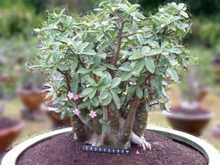 ชวนชมยักษ์ซาอุหรือยักษ์อาหรับ