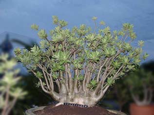 ชวนชมยักษ์ซาอุหรือยักษ์อาหรับ