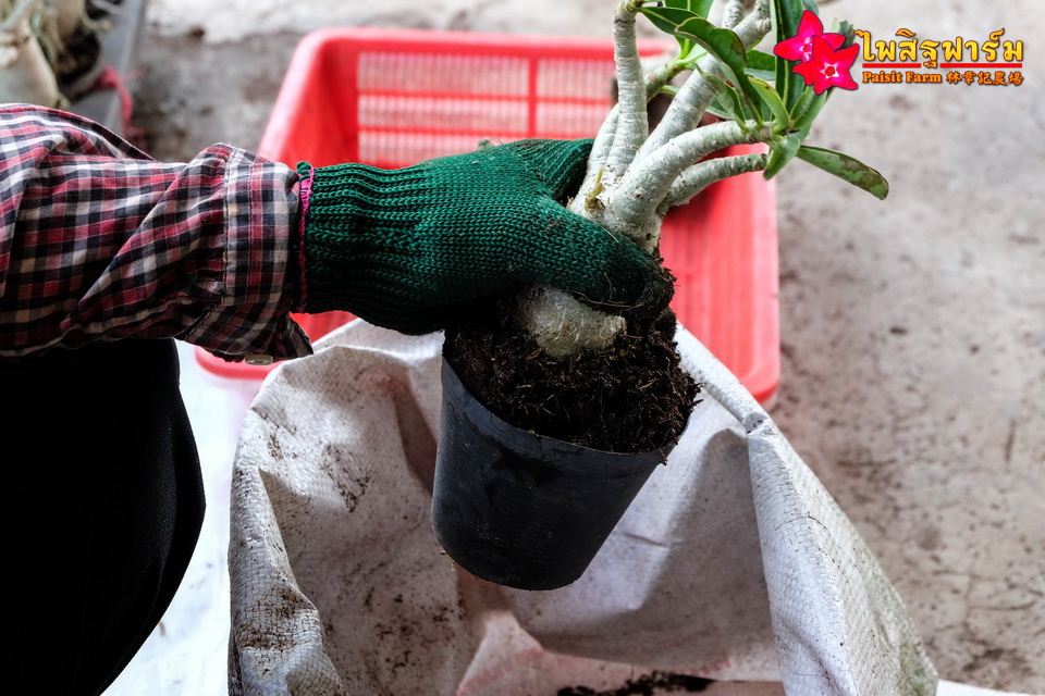 ทำความสะอาดชวนชมและบรรจุชวนชมลงกล่องสำหรับส่งออก - ทำความสะอาดราก