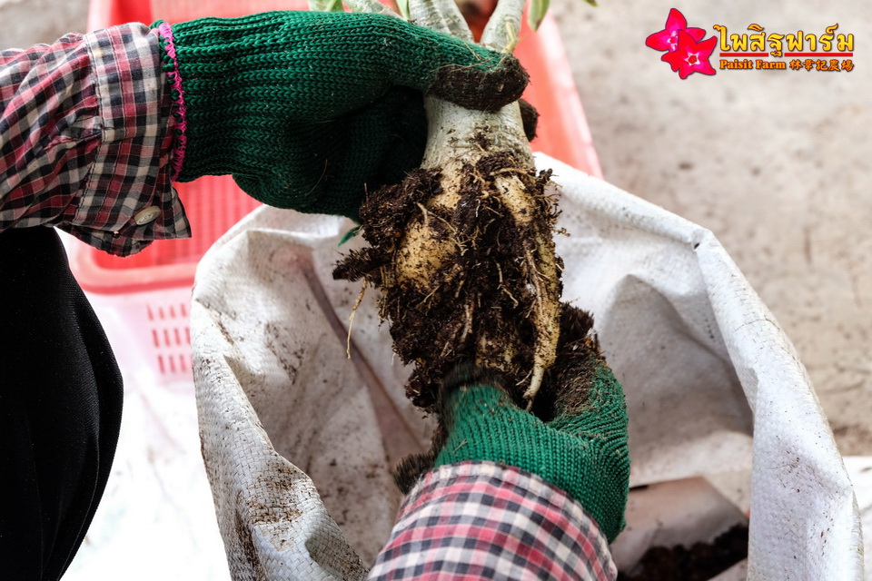 ทำความสะอาดชวนชมและบรรจุชวนชมลงกล่องสำหรับส่งออก - ทำความสะอาดราก