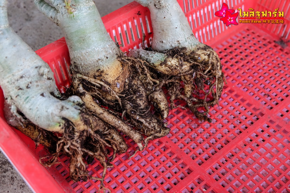 ทำความสะอาดชวนชมและบรรจุชวนชมลงกล่องสำหรับส่งออก - ทำความสะอาดราก