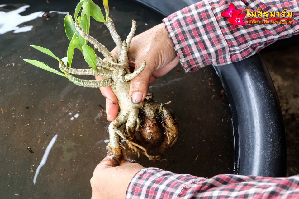 ทำความสะอาดชวนชมและบรรจุชวนชมลงกล่องสำหรับส่งออก - ส่งต่างประเทศ ต้องล้างน้ำให้รากและลำต้นสะอาด