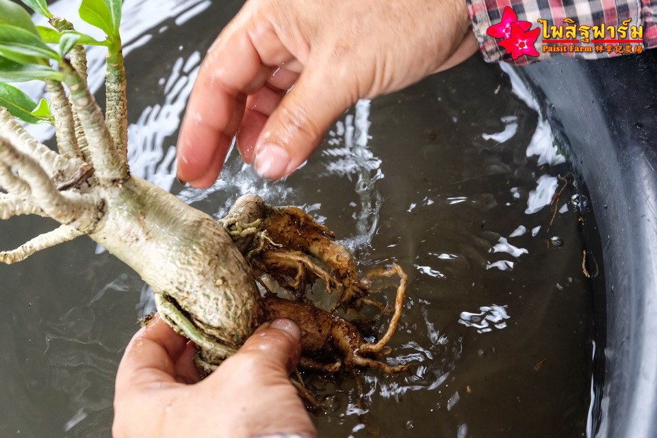 ทำความสะอาดชวนชมและบรรจุชวนชมลงกล่องสำหรับส่งออก - ส่งต่างประเทศ ต้องล้างน้ำให้รากและลำต้นสะอาด
