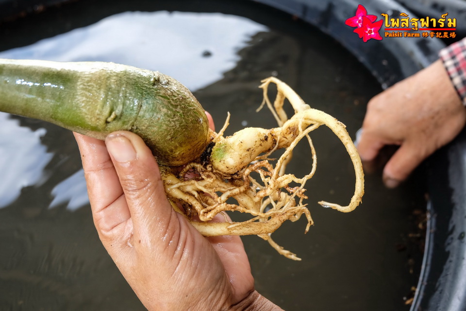 ทำความสะอาดชวนชมและบรรจุชวนชมลงกล่องสำหรับส่งออก - ส่งต่างประเทศ ต้องล้างน้ำให้รากและลำต้นสะอาด