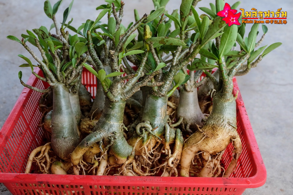 ทำความสะอาดชวนชมและบรรจุชวนชมลงกล่องสำหรับส่งออก - ส่งต่างประเทศ ต้องล้างน้ำให้รากและลำต้นสะอาด