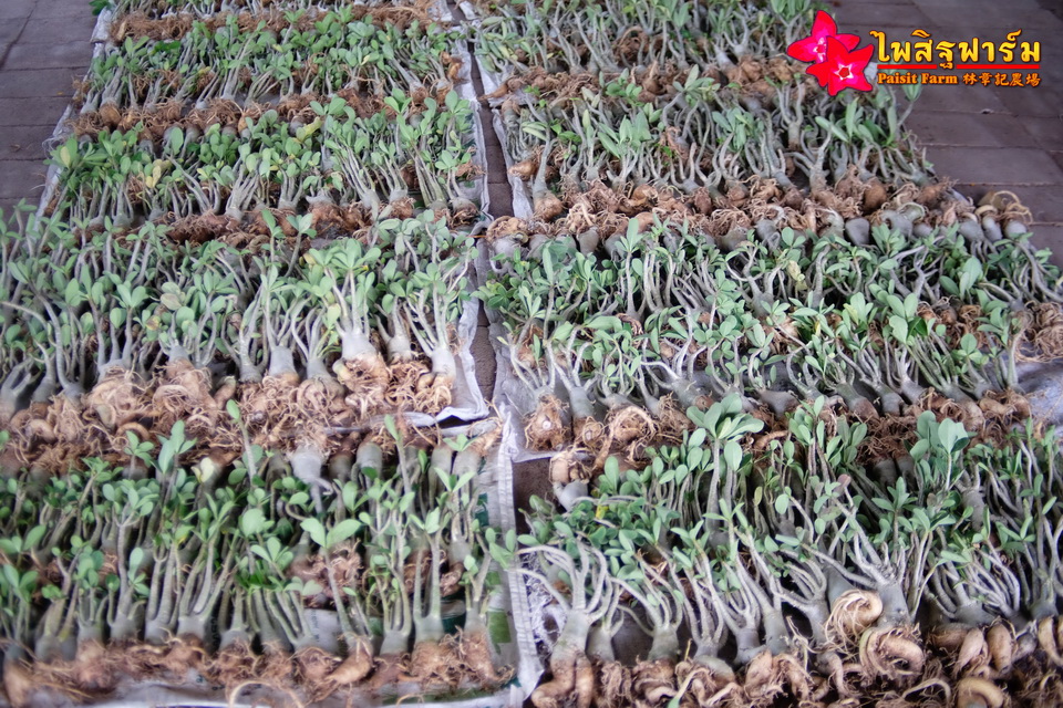 ทำความสะอาดชวนชมและบรรจุชวนชมลงกล่องสำหรับส่งออก - รอให้ต้นชวนชมแห้ง