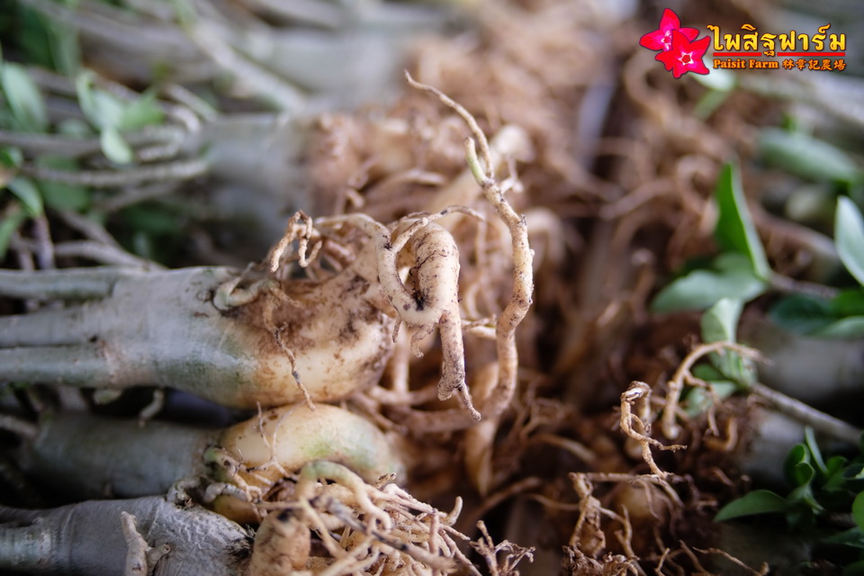 ทำความสะอาดชวนชมและบรรจุชวนชมลงกล่องสำหรับส่งออก - รอให้ต้นชวนชมแห้ง