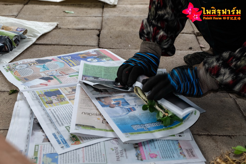 ทำความสะอาดชวนชมและบรรจุชวนชมลงกล่องสำหรับส่งออก - ห่อกระดาษทีละต้น