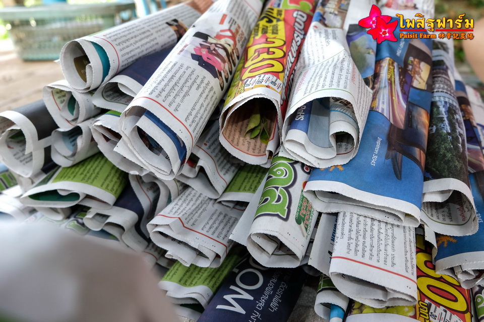 ทำความสะอาดชวนชมและบรรจุชวนชมลงกล่องสำหรับส่งออก - ห่อกระดาษทีละต้น