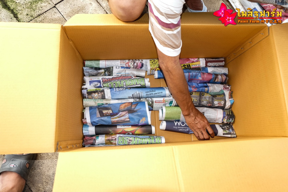 ทำความสะอาดชวนชมและบรรจุชวนชมลงกล่องสำหรับส่งออก - บรรจุลงกล่องกระดาษ