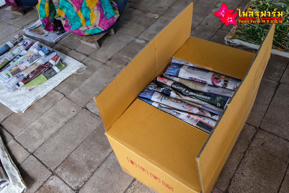 ทำความสะอาดชวนชมและบรรจุชวนชมลงกล่องสำหรับส่งออก - บรรจุลงกล่องกระดาษ