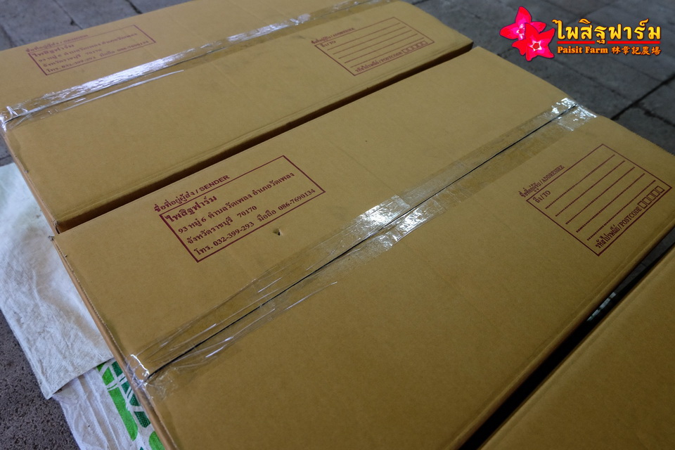 ทำความสะอาดชวนชมและบรรจุชวนชมลงกล่องสำหรับส่งออก - บรรจุลงกล่องกระดาษ