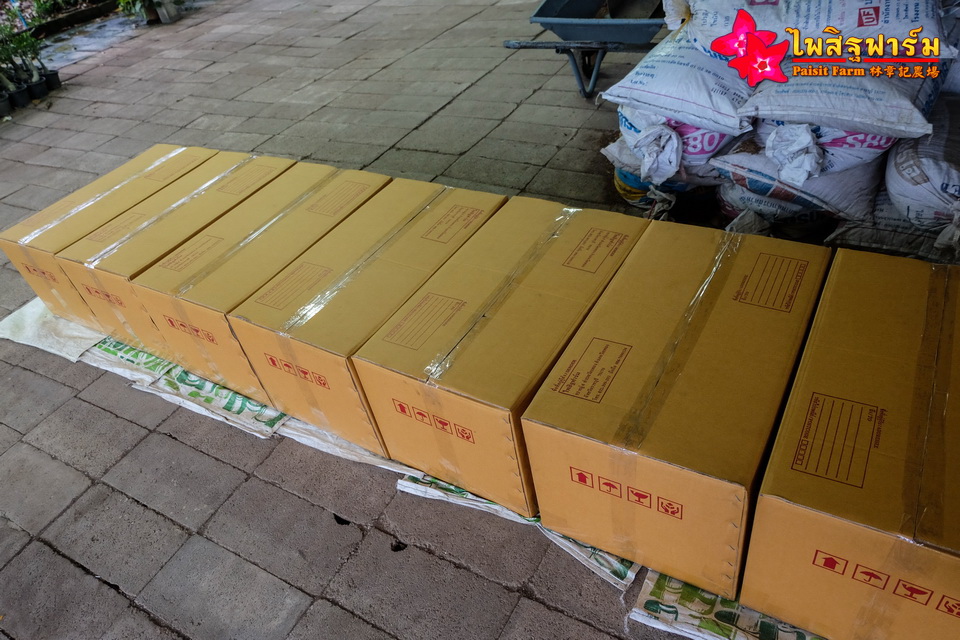 ทำความสะอาดชวนชมและบรรจุชวนชมลงกล่องสำหรับส่งออก - บรรจุลงกล่องกระดาษ