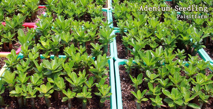 Paisitfarm Arabicum Ra-Chi-Nee-Pan-Dok