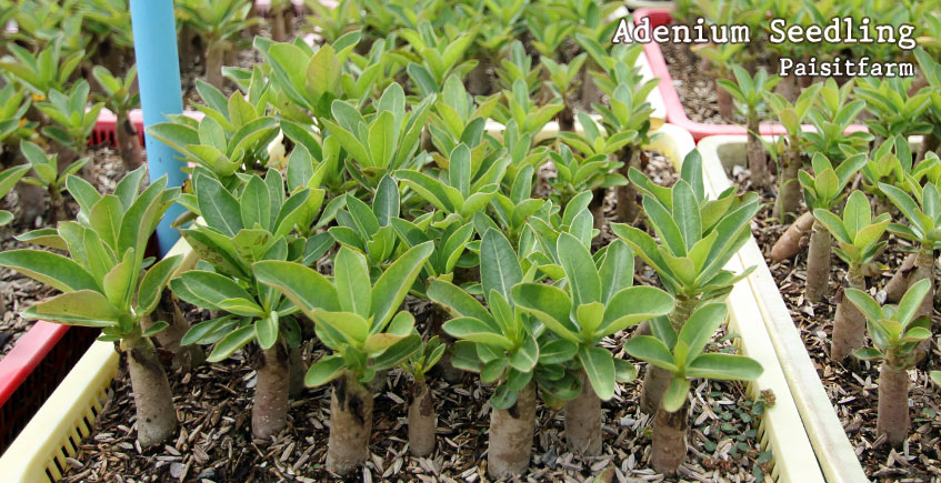 Paisitfarm Thai Socotranum Seedlings